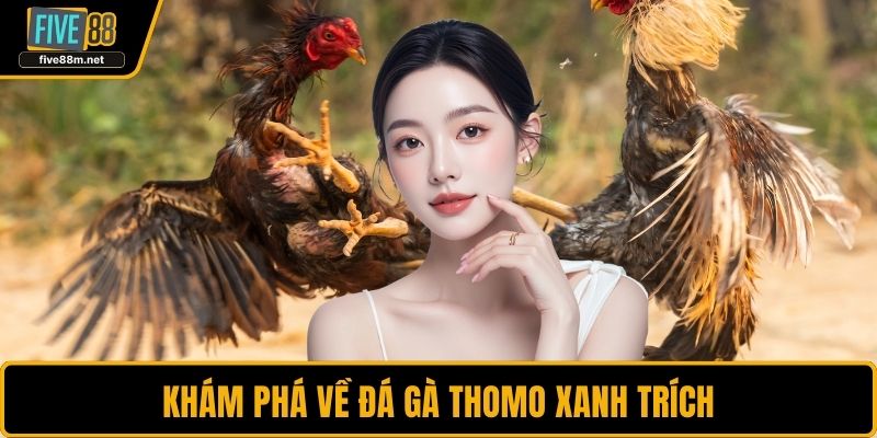 Khám phá về đá gà thomo xanh trích